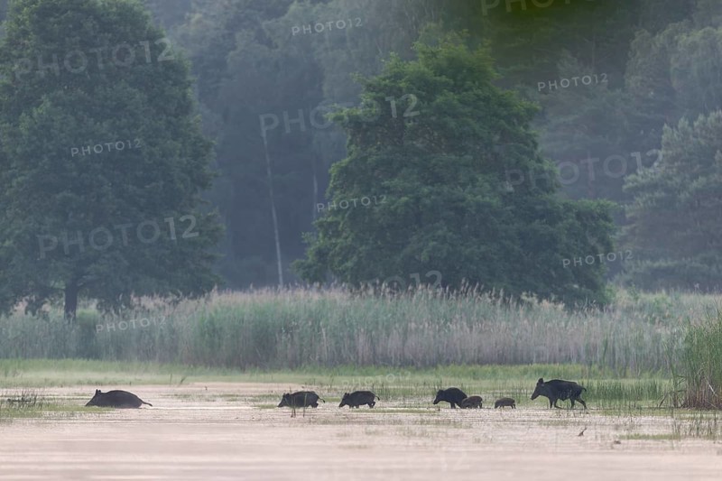 A herd of wild boar (Sus scrofa), consisting of bucks, ruffians and young boars, crosses a pond in the early morning, water, swimming, family, Germany