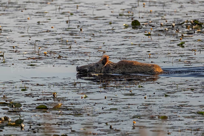 A wild boar (Sus scrofa) swimming through a pond, water, adaptive, Germany