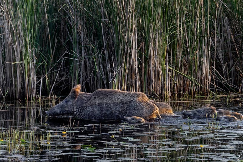 While the wild boar (Sus scrofa) already has solid ground under its shells, the young boar still have to move by swimming, water, adaptable, Germany
