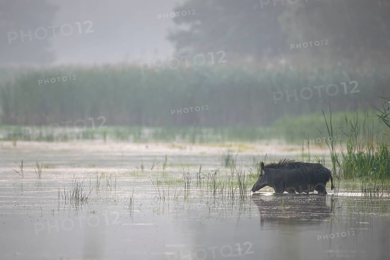 The wild boar (Sus scrofa) crosses a pond, water, swimming, fog, mystical, Germany