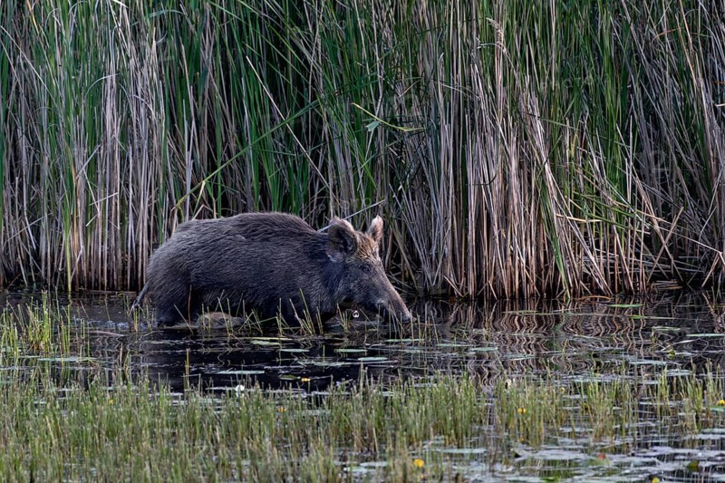 While the wild boar (Sus scrofa) still has solid ground under its shells, the young boar have to swim, water, adaptable, Germany