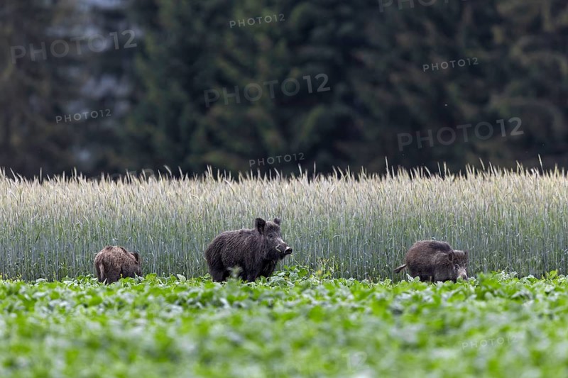 The slightest noise prompts the wild boar (Sus scrofa) to look attentively and a few seconds later it has disappeared with the young boar into the protective grain field, Wildlife damage, Agriculture, Slovakia