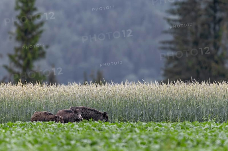 During our holiday in Slovakia, we can observe this wild boar (Sus scrofa) with its young in a beet field almost every evening, wildlife damage, agriculture, Slovakia