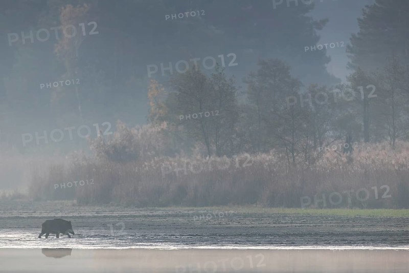 The blue morning light has given way to the orange-yellow colours of the morning sun as the wild boar (Sus scrofa) seeks out a belt of reeds where it will spend the day, morning mist, mystical, Germany