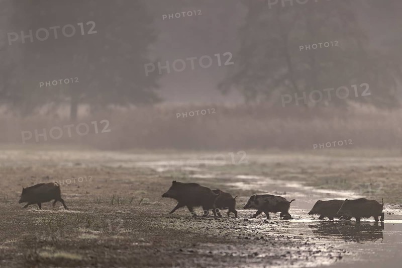 After the herd has crossed the stream, the wild boar (Sus scrofa) takes the lead again, morning mist, mystical, family, Germany