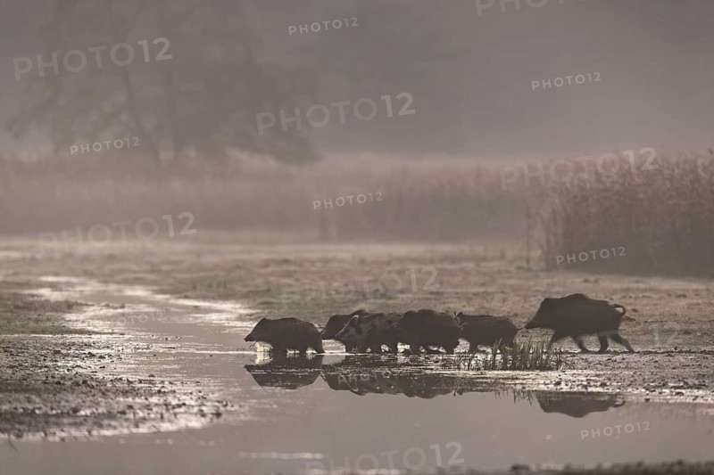 A wild boar (Sus scrofa) crosses a stream with its young, usually the mother always leads the pack, in this case the young animals run ahead, morning mist, mystical, family, Germany