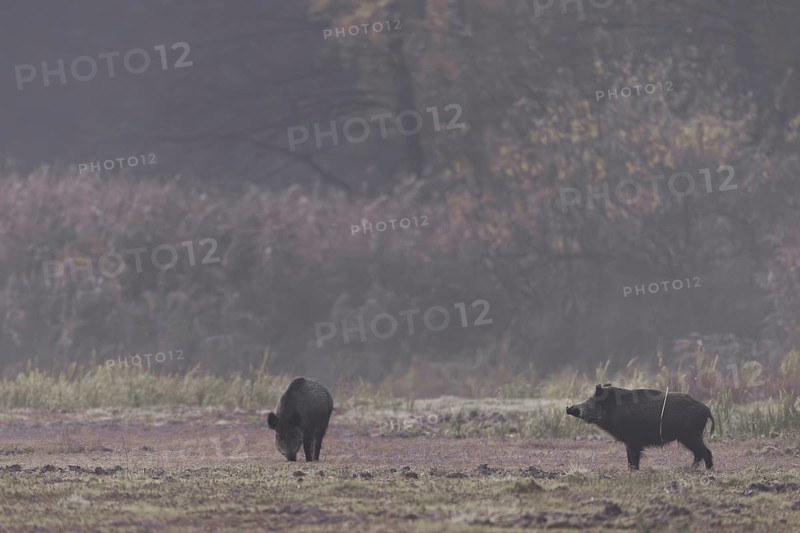 A wild boar (Sus scrofa) looks attentively towards the opposite reed belt, while a second one searches relaxed for food, morning mist, mystical, Germany