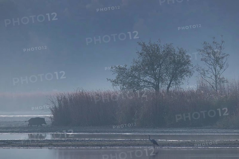 After crossing a large muddy area, a wild boar creek (Sus scrofa) changes into a reed belt, a grey heron is also hunting for fish in the first morning light, morning mist, mystical, Germany