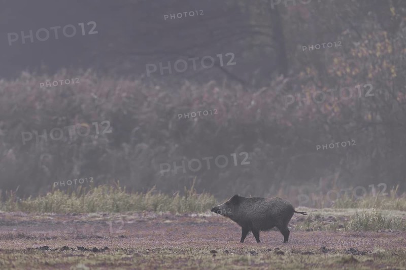 A wild boar (Sus scrofa) is looking attentively towards the opposite reed belt, morning mist, mystical, Germany
