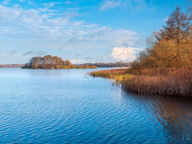 View of Schaalsee with island in autumn, reeds and trees in autumn colors, Schaalsee Biosphere Reserve, Mecklenburg-Western Pomerania Germany