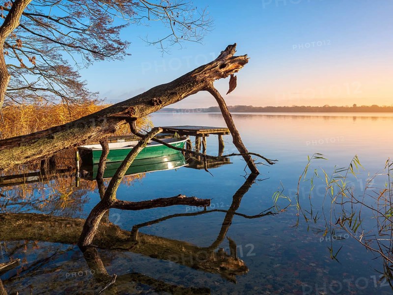 Tree trunk, jetty, and rowing boat at Schaalsee in the first morning light, reeds in autumn colors, Schaalsee Biosphere Reserve, Mecklenburg-Western Pomerania Germany