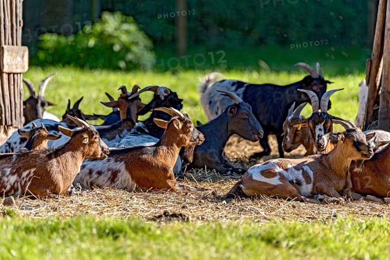 Pygmy goats (Capra aegagrus hircus) resting on straw in front of their stable, in the evening in the sunlight, Poing Wildlife Park, Upper Bavaria, Bavaria, Germany