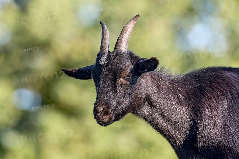 Pygmy goat (Capra aegagrus hircus), shiny black coat, looking down from above, animal portrait, Poing Wildlife Park, Upper Bavaria, Bavaria, Germany