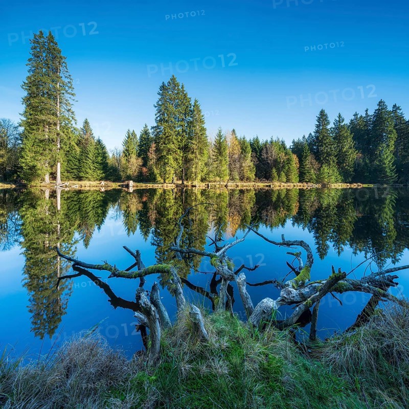 Small lake in the Thuringian Forest under blue sky, tree felled by beaver lying in water, spruce forest reflecting, Ochsenbacher Teich, Thuringia, Germany