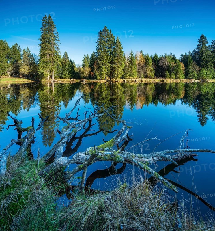 Small lake in the Thuringian Forest under blue sky, tree felled by beaver lying in water, spruce forest reflecting, Ochsenbacher Teich, Thuringia, Germany