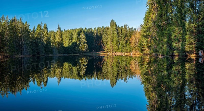 Small lake in the Thuringian Forest under blue sky, spruce forest reflected, Ochsenbacher Teich, Thuringia, Germany