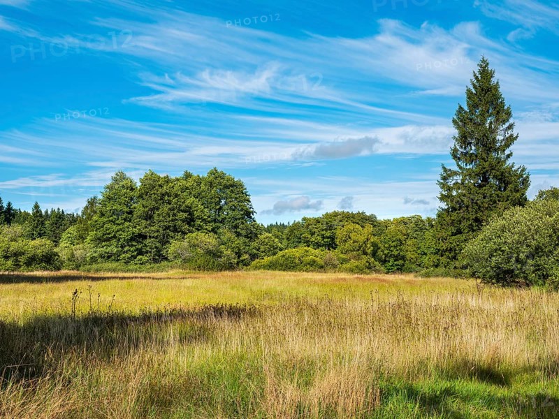 Die Goldwiese, wet meadow under blue sky with beautiful veil clouds, nature reserve in the Vogelsberg volcanic region nature park, Hesse, Germany