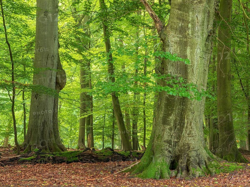 Old beech forest near the Ivenacker Eichen, former Hutewald, Ivenack, Stavenhagen, Mecklenburg-Western Pomerania, Germany