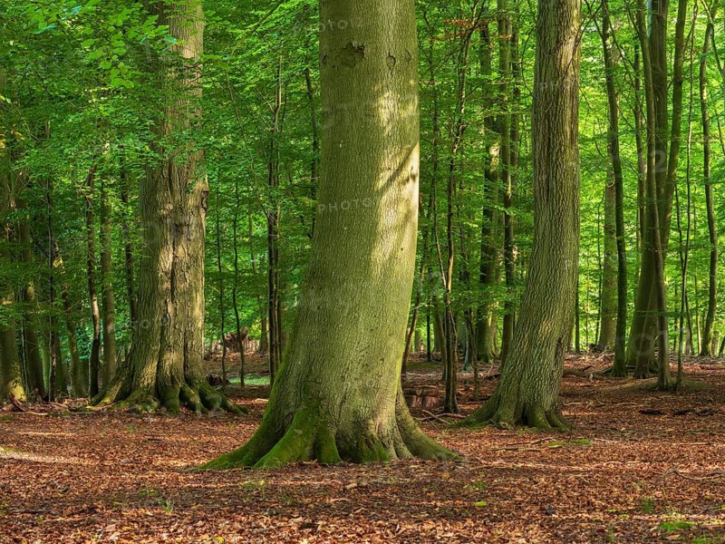 Old sunny beech forest near the Ivenacker Eichen, former Hutewald, Ivenack, Stavenhagen, Mecklenburg-Western Pomerania, Germany