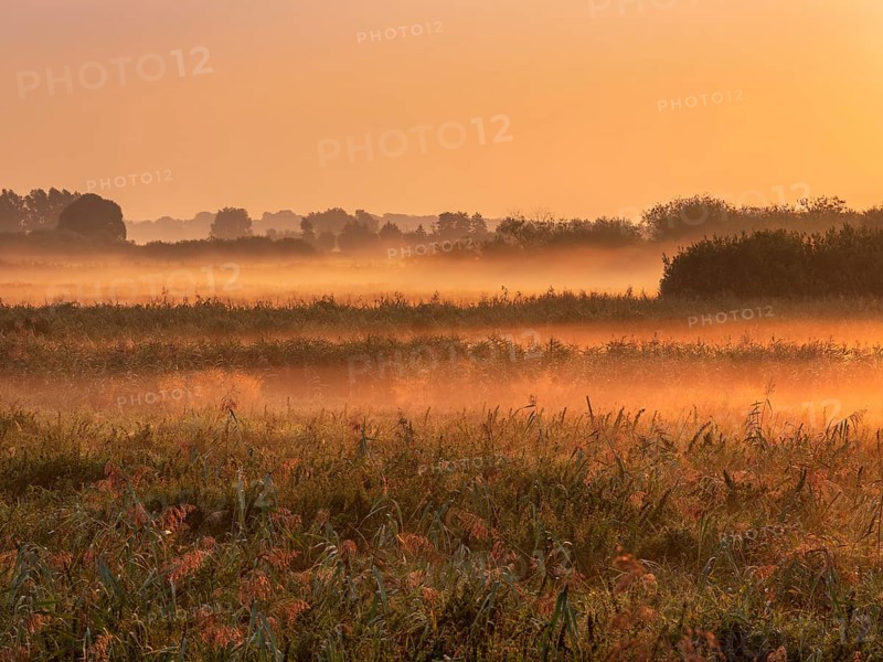 Morning atmosphere in Trebel Valley, morning fog in reeds glowing in the light of the rising sun, Peenetal River Landscape nature park Park, Mecklenburg-Western Pomerania, Germany