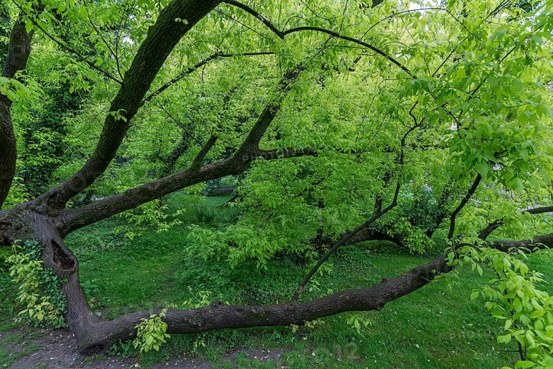 Lying tree with maugreen leaves in the castle park in Lan´cut, formerly Landshut, Poland