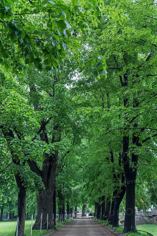 Linden avenue (Tilia) in the castle park in Lancut, formerly Landshut, Poland