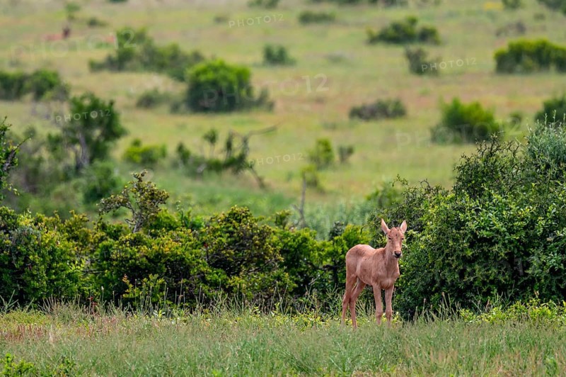 Baby hartebeest or haatebeest (Alcelaphus buselaphus), Addo Elephant National Park, South Africa