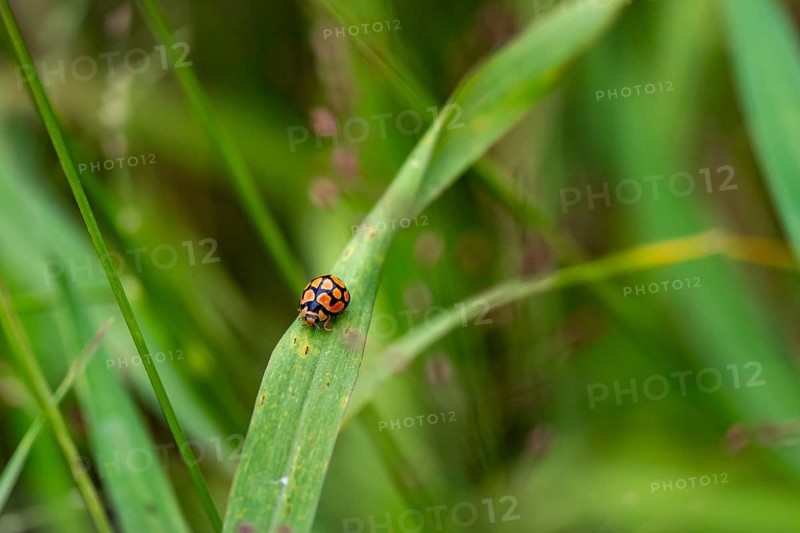 Ladybug on a blade of grass, Addo Elephant National Park, South Africa
