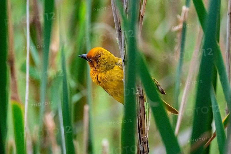 Cape Weaver Bird (Ploceus capensis) in the reeds, Addo Elephant Park, South Africa