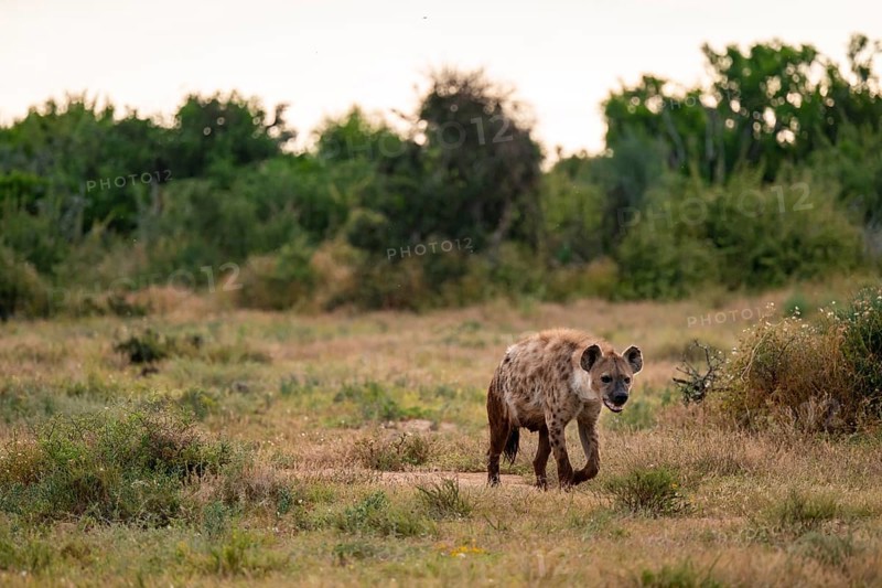 Spotted hyena (Crocuta crocuta), Addo Elephant National Park, Eastern Cape, South Africa