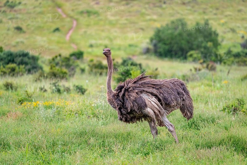 Female, ostrich (Struthio camelus), Addo Elephant National Park, South Africa