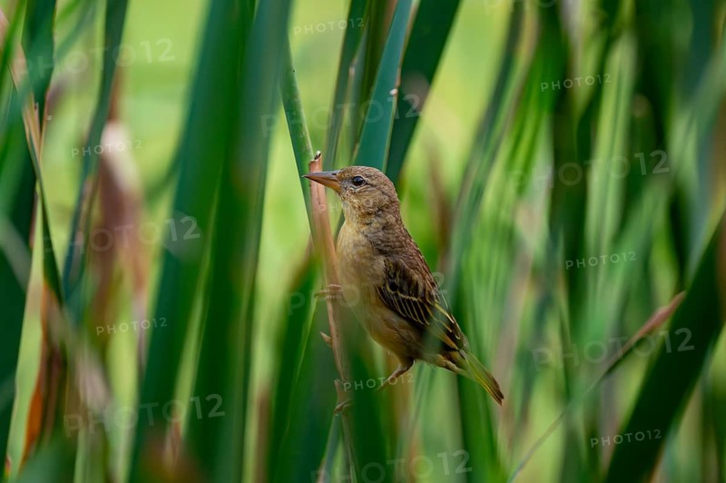 Female weaverbird (Ploceidae) in the reeds, Addo Elephant Park, South Africa