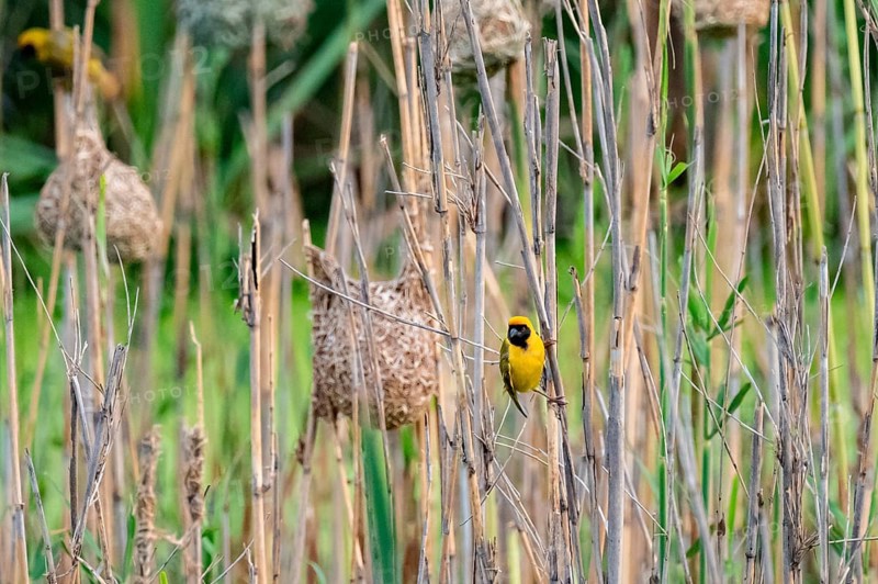 Masked weaver (Ploceus velatus), male, Addo Elephant National Park, South Africa