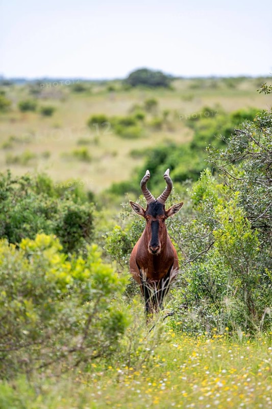 Hartebeest (Alcelaphus buselaphus), Addo Elephant National Park, South Africa