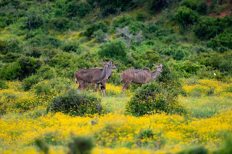 Greater kudu (Tragelaphus strepsiceros), two females in a flower meadow, Addo Elephant Park, South Africa