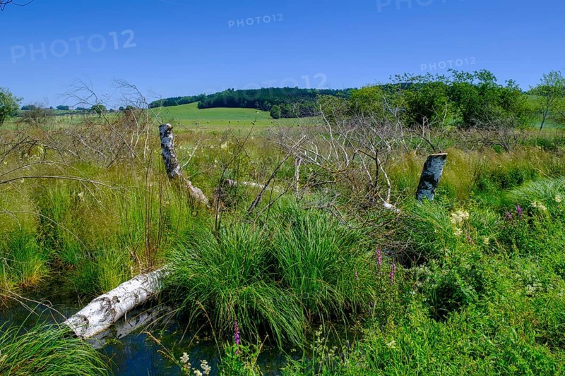 Moor, swamp meadows, Herrgottsried, near Eckhalden, Upper Swabia, Swabia, Baden-Württemberg, Germany