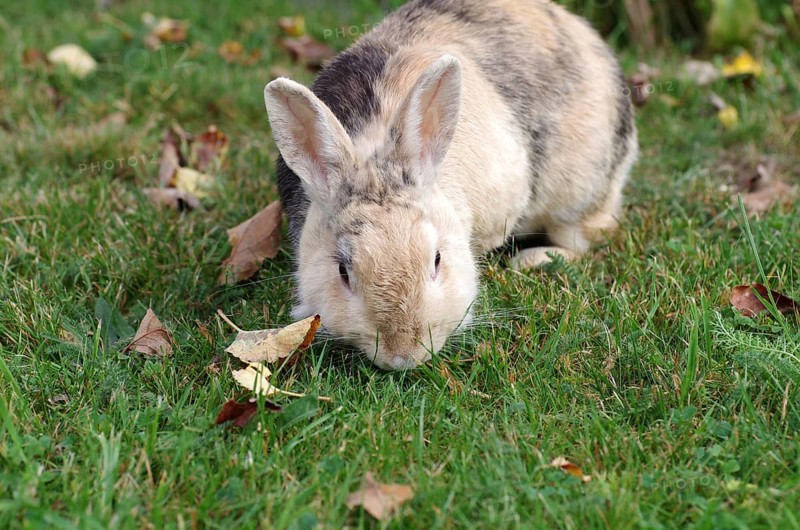 Domestic rabbit (Oryctolagus cuniculus domestica), garden, eating, The rabbit scavenges fresh grass