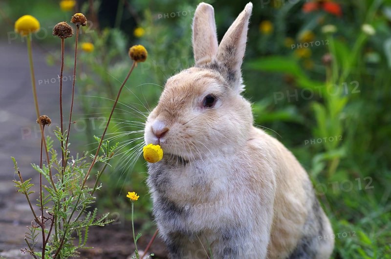 Domestic rabbit (Oryctolagus cuniculus domestica), flowers, eating, garden, close-up of rabbit, eating a yellow flower