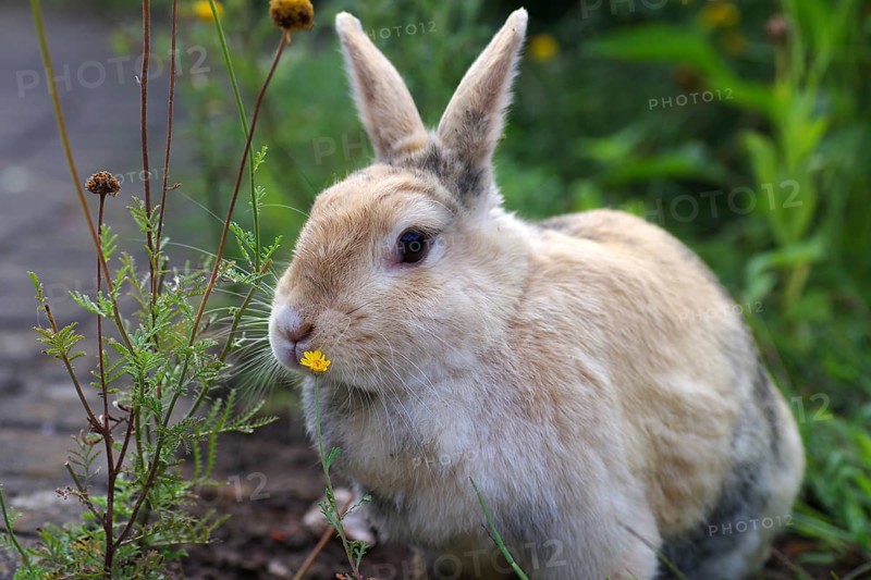 Domestic rabbit (Oryctolagus cuniculus domestica), garden, flowers, Easter bunny, close-up of rabbit with a yellow flower