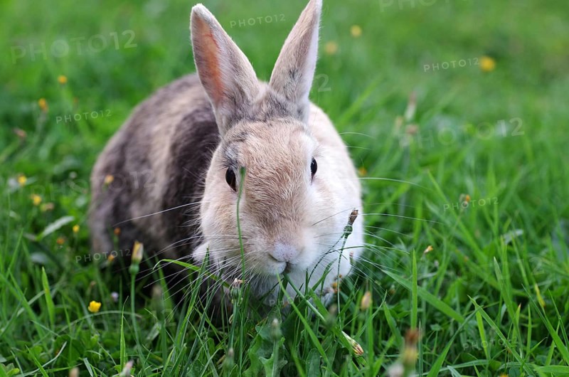 Domestic rabbit (Oryctolagus cuniculus domestica), grass, garden, Easter bunny, The rabbit savours the fresh green blades of grass