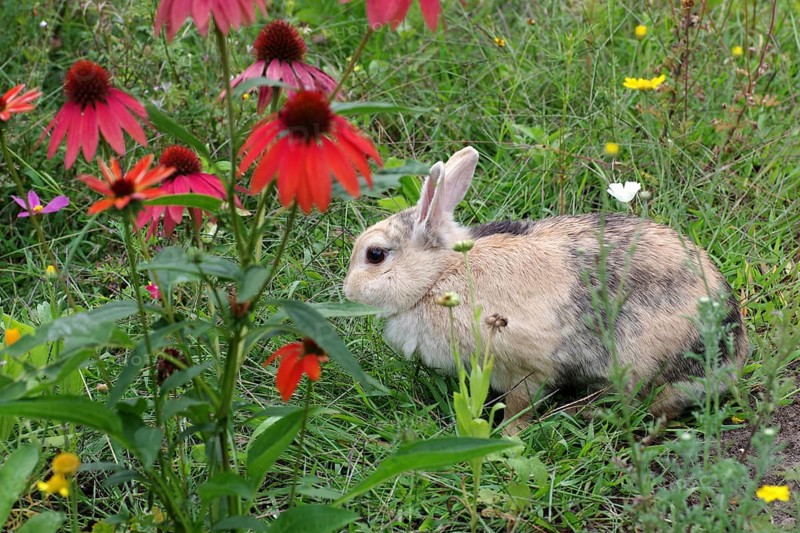 Domestic rabbit (Oryctolagus cuniculus domestica), Flowers, Garden, A single rabbit sits in the colourful flower meadow