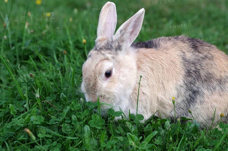 Domestic rabbit (Oryctolagus cuniculus domestica), garden, clover, eating, Easter bunny, The rabbit sits in the grass and eats clover leaves