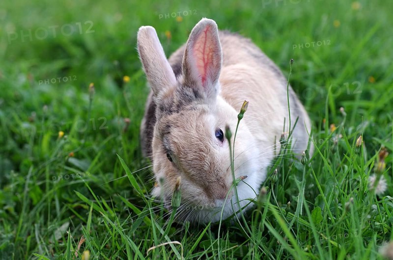 Domestic rabbit (Oryctolagus cuniculus domestica), grass, eat, cute, Easter, Fresh green for the hungry rabbit