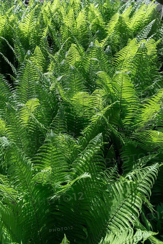Worm fern (Dryopteris filix-mas), backlit, Ukraine