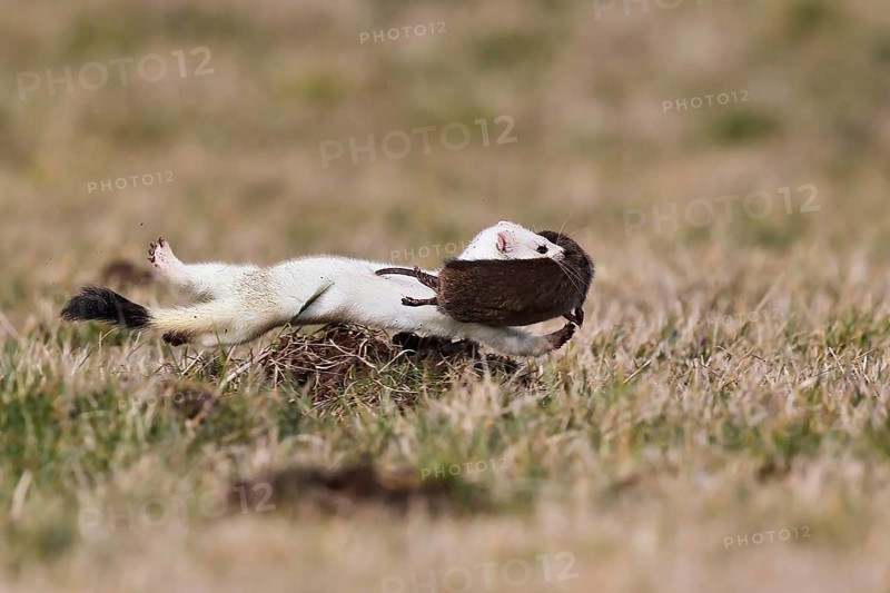 Ermine (Mustela erminea), adult in white winter coat runs and jumps through grassland with a captured water vole (Arvicola amphibius) in its mouth, Hesse, Germany