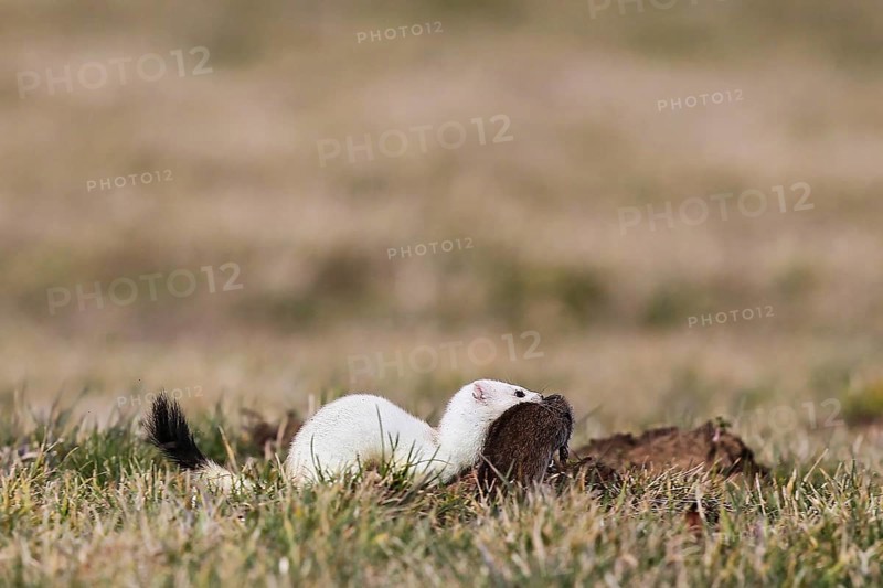 Ermine (Mustela erminea), adult in white winter coat running through grassland with a captured water vole (Arvicola amphibius) in its mouth, Hesse, Germany