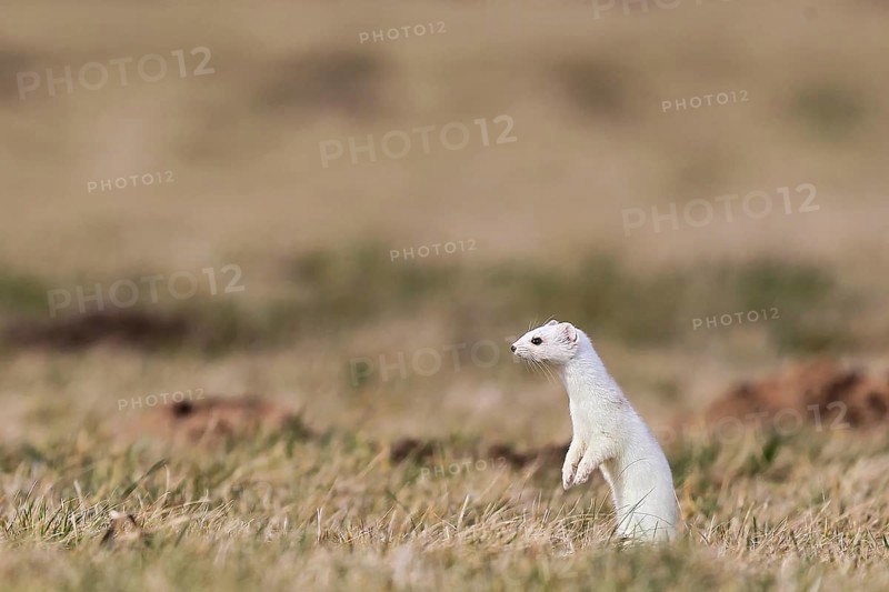 Ermine (Mustela erminea), adult in white winter coat standing upright on its hind legs in a field in grassland between molehills, Hesse, Germany