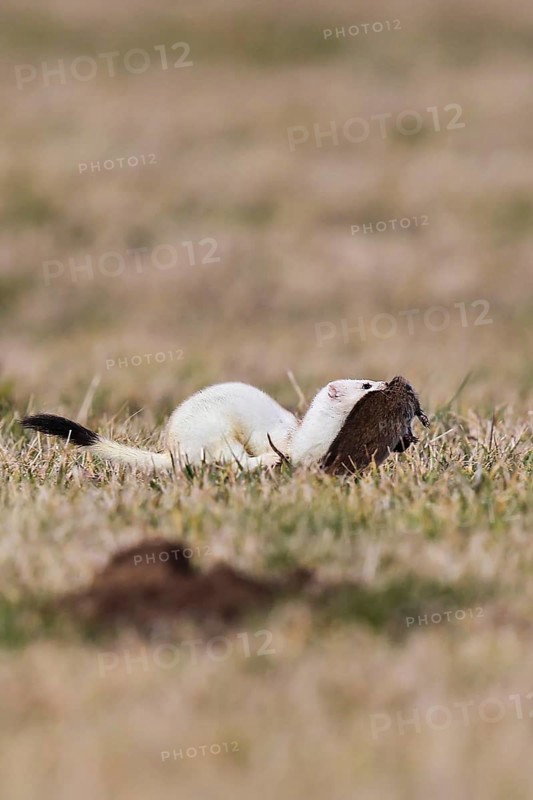 Ermine (Mustela erminea), adult in white winter coat runs and jumps through grassland with a captured water vole (Arvicola amphibius) in its mouth, Hesse, Germany