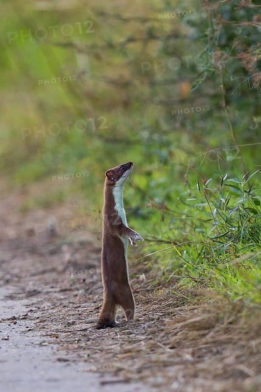 Ermine (Mustela erminea) adult in summer coat standing upright on hind legs at the edge of a path and looking intently into a hedge, Hesse, Germany