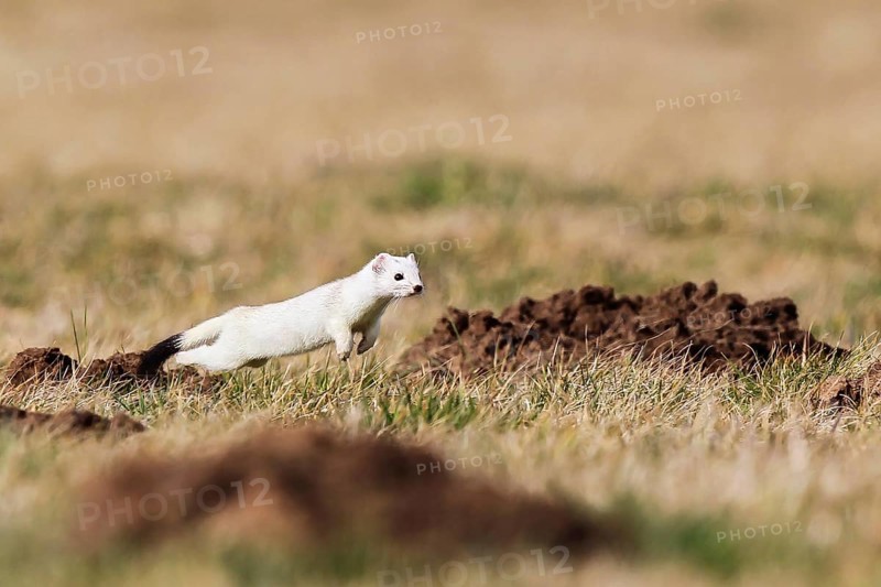 Ermine (Mustela erminea), adult in white winter coat running and jumping in the fields while hunting in grassland between molehills, Hesse, Germany